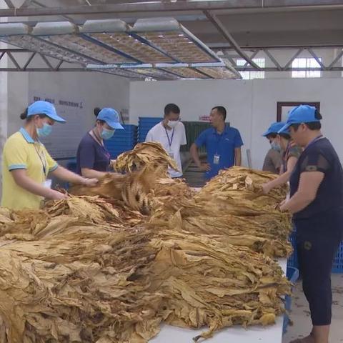 烟草行业监管加强,未来发展前景引关注