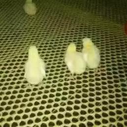 一带一路·绿色先锋 第8页