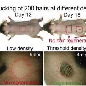 人与鼠和谐共生新纪元,老鼠饲养招聘网站动态