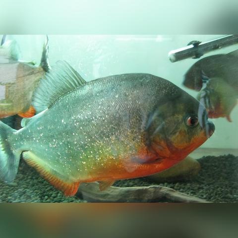 北海疫情致死率数据积极可控，市民关注官方信息，共同防疫。