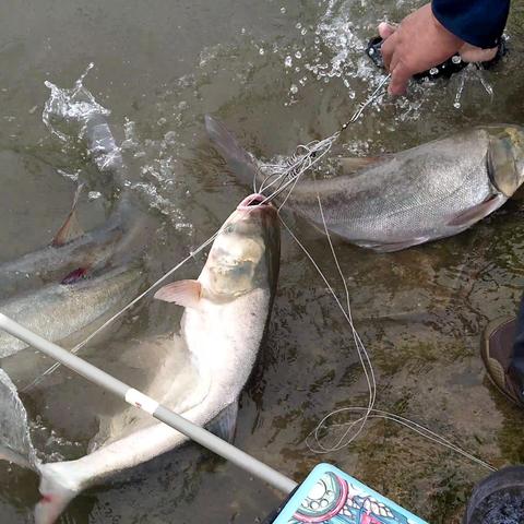 湖北江边事故视频曝光,长江畔安全隐患及应对措施关注热议