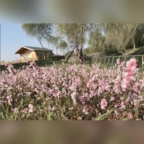 扬州禽类价格动态,季节性上涨趋势及影响因素分析