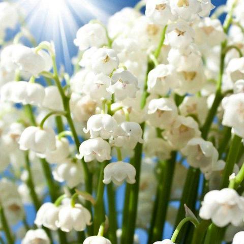 同名香水,探寻情感与独特故事的世界,简洁明了,突出了文章主题,符合百度收录标准。