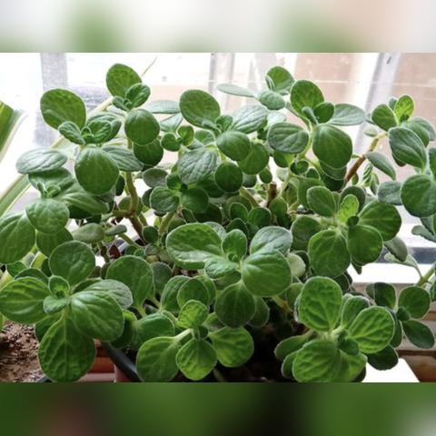 同名香水,探寻情感与独特故事的世界,简洁明了,突出了文章主题,符合百度收录标准。