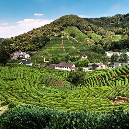 曲靖茶园民宿价格攻略,季节、房型与预算全解析