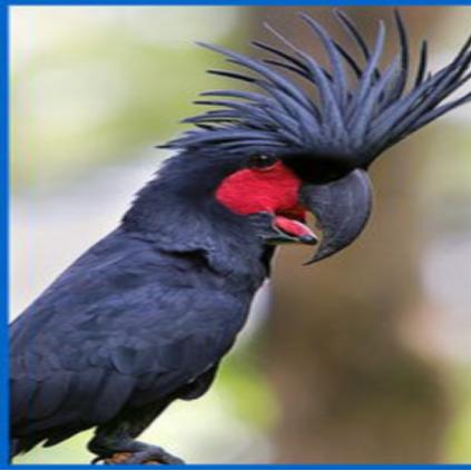 国外鹦鹉饲养指南,环境、饮食、健康与法律要求全解析