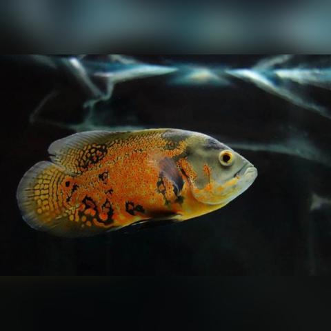 国外鹦鹉饲养指南,环境、饮食、健康与法律要求全解析