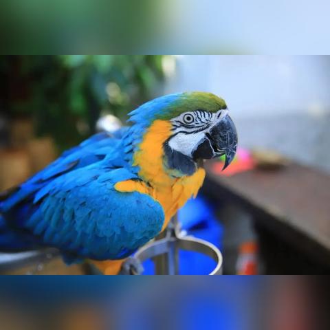 国外鹦鹉饲养指南,环境、饮食、健康与法律要求全解析