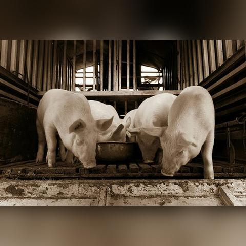 猪场招聘官网,最新职位更新与求职指导一站式服务