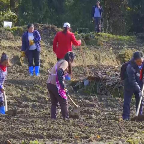 云南绥江大团岩公路进展顺利,预计全线贯通助推经济发展