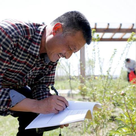 中国兴起养白天鹅热潮，观赏价值与文化象征驱动养殖业发展探索