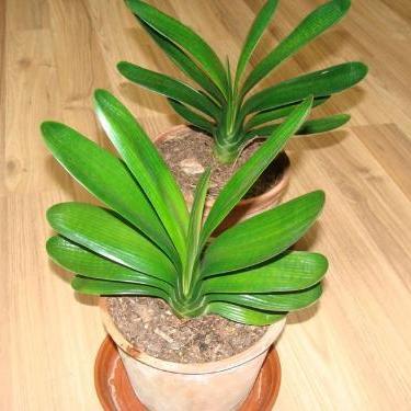 中国兴起养白天鹅热潮,观赏价值与文化象征驱动养殖业发展探索