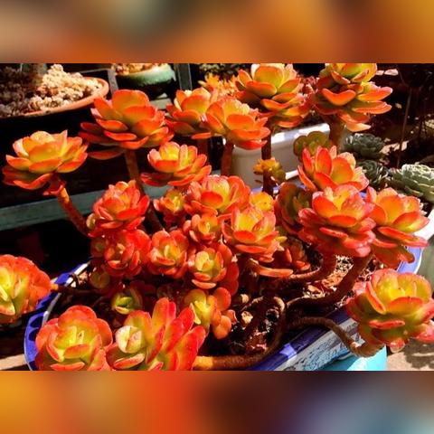 中国兴起养白天鹅热潮,观赏价值与文化象征驱动养殖业发展探索