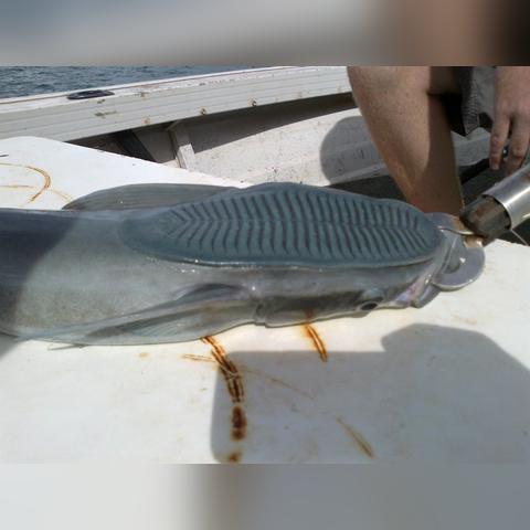 探索海洋魅力时光，玩鱼精彩视频大全最新分享