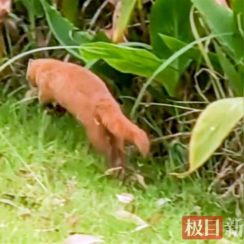 王氏祠堂发布家规视频,传承家族文化,凝聚力量弘扬荣誉